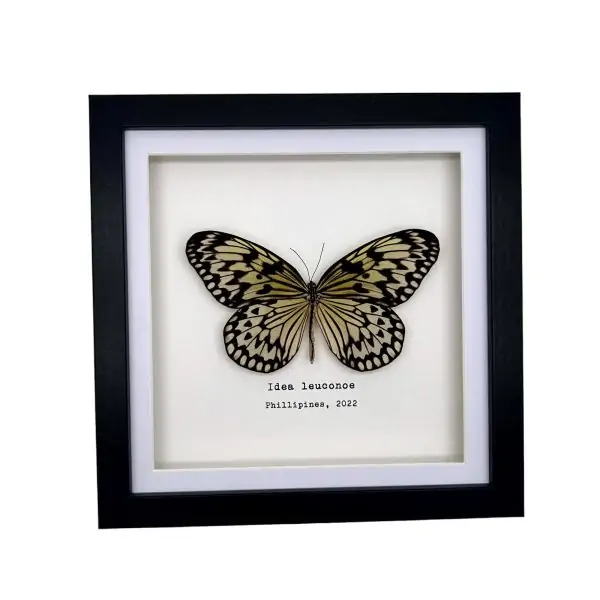 Paper Kite, Rice Paper Butterfly Frame (Idea leuconoe) - TaxidermyArtistry