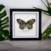 Paper Kite, Rice Paper Butterfly Frame (Idea leuconoe) - TaxidermyArtistry