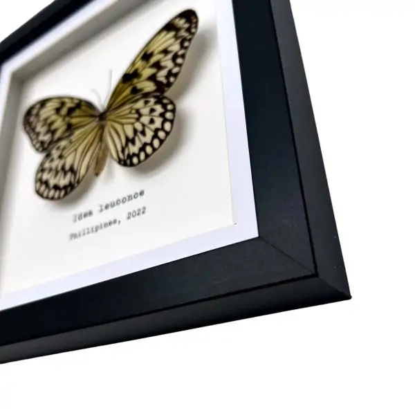 Paper Kite, Rice Paper Butterfly Frame (Idea leuconoe) - TaxidermyArtistry