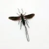 Parasitoid Wasp Braconidae sp 03 - TaxidermyArtistry