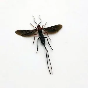 Parasitoid Wasp Braconidae sp 03 - TaxidermyArtistry