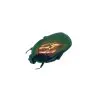 Poecilopharis curtisi Scarab Beetle Insect - TaxidermyArtistry