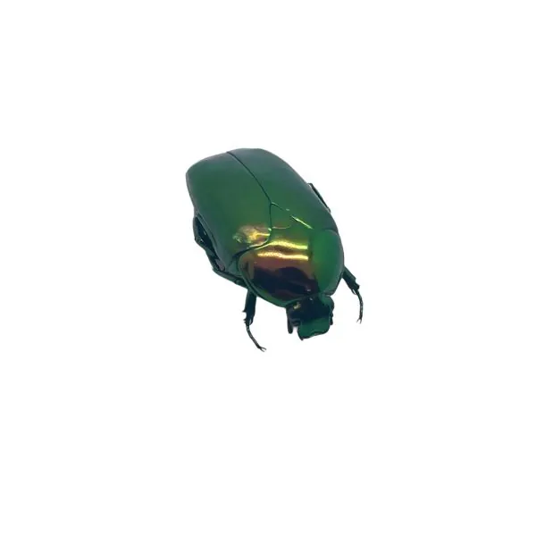 Poecilopharis curtisi Scarab Beetle Insect - TaxidermyArtistry