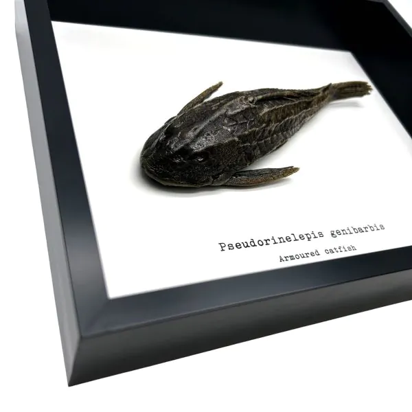 Pre-Historic Carachama Armored Catfish Frame (Pseudorinelepis genibarbis) - TaxidermyArtistry