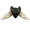 Predaceous diving beetle (cybister javanus) Insect Specimen Indonesian (SPREAD) - TaxidermyArtistry