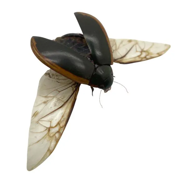 Predaceous diving beetle (cybister javanus) Insect Specimen Indonesian (SPREAD) - TaxidermyArtistry