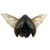 Predaceous diving beetle (cybister javanus) Insect Specimen Indonesian (SPREAD) - TaxidermyArtistry