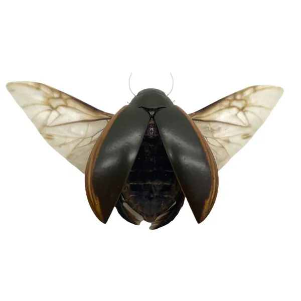 Predaceous diving beetle (cybister javanus) Insect Specimen Indonesian (SPREAD) - TaxidermyArtistry