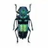 Pretty Longhorned Beetle, (Glenea celestis) - TaxidermyArtistry