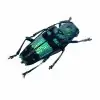 Pretty Longhorned Beetle, (Glenea celestis) - TaxidermyArtistry