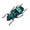 Pretty Longhorned Beetle, (Glenea celestis) - TaxidermyArtistry