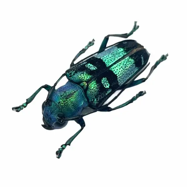 Pretty Longhorned Beetle, (Glenea celestis) - TaxidermyArtistry