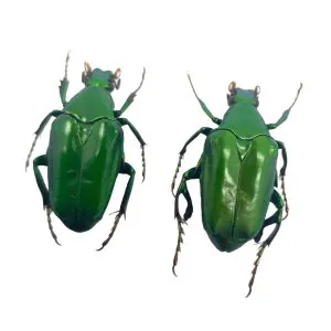 (Pseudochalcothea planiuscula) (PAIR) Scarab Beetles Insect - TaxidermyArtistry