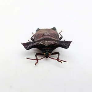 Pygoplatys validus Shield Bug - TaxidermyArtistry