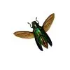 Rainbow Chromatic Beetle (Chrysochroa aurora) Spread - TaxidermyArtistry