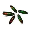 Rainbow Chromatic Beetles SET x5 (Chrysochroa aurora) - TaxidermyArtistry