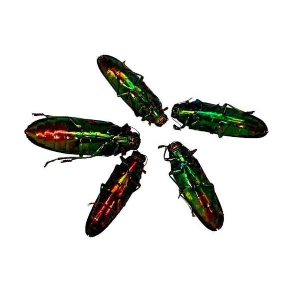 Rainbow Chromatic Beetles SET x5 (Chrysochroa aurora) - TaxidermyArtistry