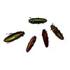 Rainbow Chromatic Beetles SET x5 (Chrysochroa aurora) - TaxidermyArtistry