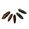 Rainbow Chromatic Beetles SET x5 (Chrysochroa aurora) - TaxidermyArtistry