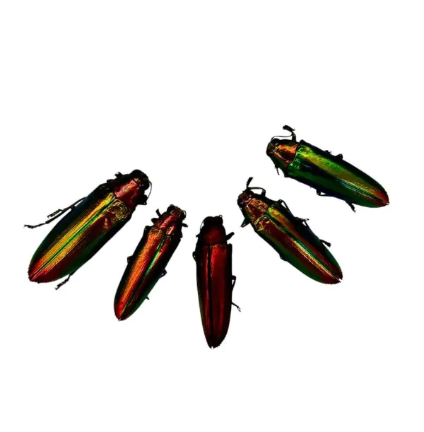 Rainbow Chromatic Beetles SET x5 (Chrysochroa aurora) - TaxidermyArtistry