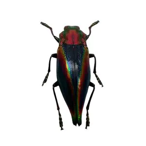 Rainbow Jewel Beetle (Cyphogastra javanica) - TaxidermyArtistry