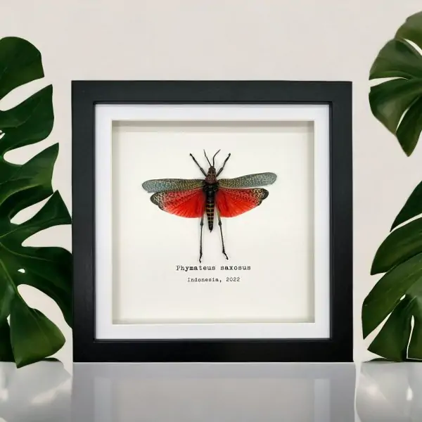 Rainbow Milkweed Locust Frame (Phymateus saxosus) - TaxidermyArtistry