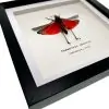 Rainbow Milkweed Locust Frame (Phymateus saxosus) - TaxidermyArtistry