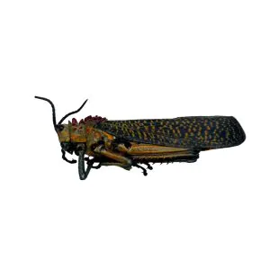 Rainbow Milkweed Locust (Phymateus saxosus) - TaxidermyArtistry