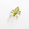 Rare Green Gray's Leaf Insect Phyllium jacobsoni (M) - TaxidermyArtistry