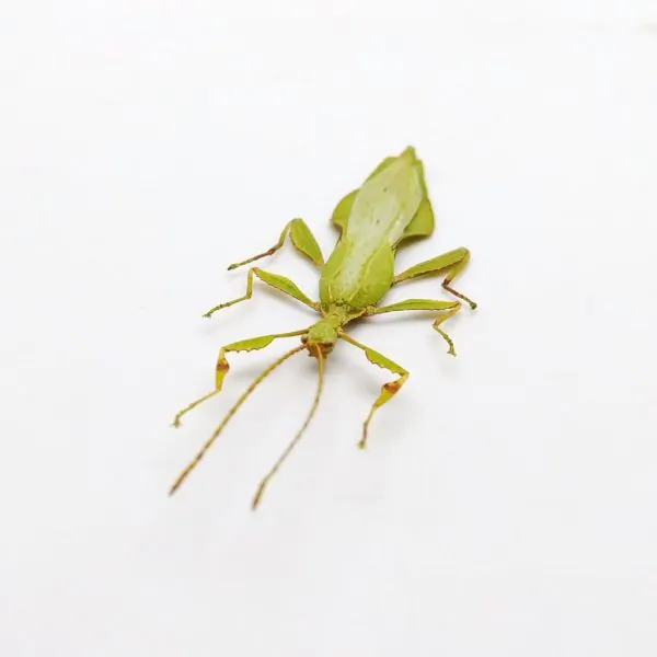 Rare Green Gray's Leaf Insect Phyllium jacobsoni (M) - TaxidermyArtistry