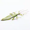 Rare Green Gray's Leaf Insect Phyllium jacobsoni (M) - TaxidermyArtistry