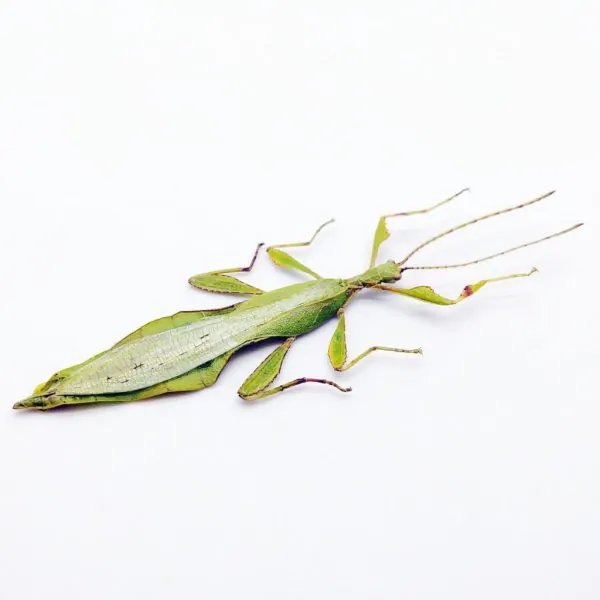 Rare Green Gray's Leaf Insect Phyllium jacobsoni (M) - TaxidermyArtistry