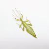 Rare Green Gray's Leaf Insect Phyllium jacobsoni (M) - TaxidermyArtistry