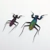 Rare Metallic Praying Mantis (Metallyticus Splendidus) (Pair) - TaxidermyArtistry