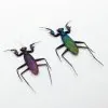 Rare Metallic Praying Mantis (Metallyticus Splendidus) (Pair) - TaxidermyArtistry