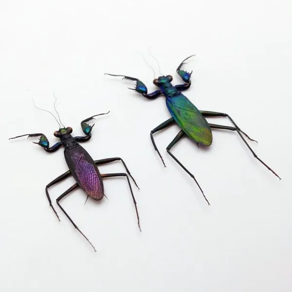 Rare Metallic Praying Mantis (Metallyticus Splendidus) (Pair) - TaxidermyArtistry