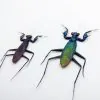 Rare Metallic Praying Mantis (Metallyticus Splendidus) (Pair) - TaxidermyArtistry