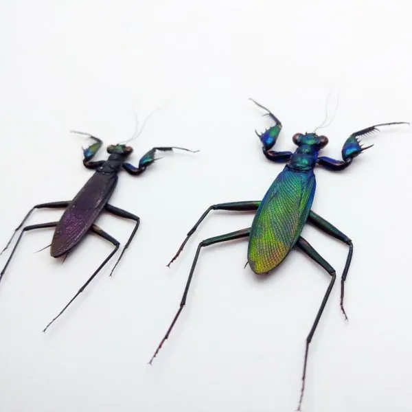 Rare Metallic Praying Mantis (Metallyticus Splendidus) (Pair) - TaxidermyArtistry