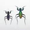 Rare Metallic Praying Mantis (Metallyticus Splendidus) (Pair) - TaxidermyArtistry