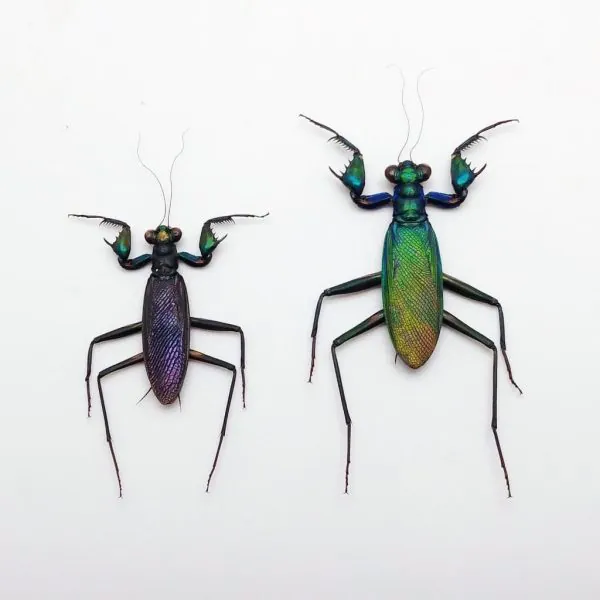 Rare Metallic Praying Mantis (Metallyticus Splendidus) (Pair) - TaxidermyArtistry