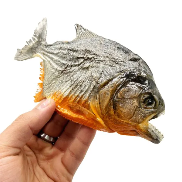 Real Red Bellied Predator Piranha From Peruvian Amazon Pygocentrus nattereri - TaxidermyArtistry