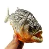 Real Red Bellied Predator Piranha From Peruvian Amazon Pygocentrus nattereri - TaxidermyArtistry