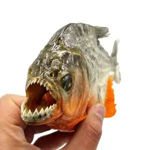 Real Red Bellied Predator Piranha From Peruvian Amazon Pygocentrus nattereri - TaxidermyArtistry