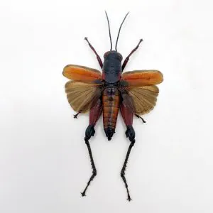 Red Banded Cricket (Phalaca Grylloides Rufovittata) (Spread) - TaxidermyArtistry