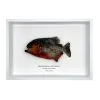 Red Bellied Predator Piranha (Pygocentrus nattereri) Framed Specimen - TaxidermyArtistry