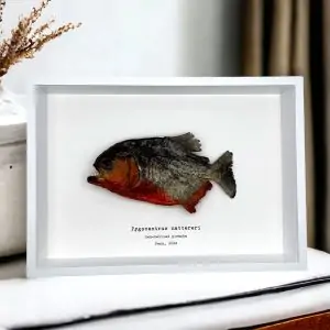 Red Bellied Predator Piranha (Pygocentrus nattereri) Framed Specimen - TaxidermyArtistry