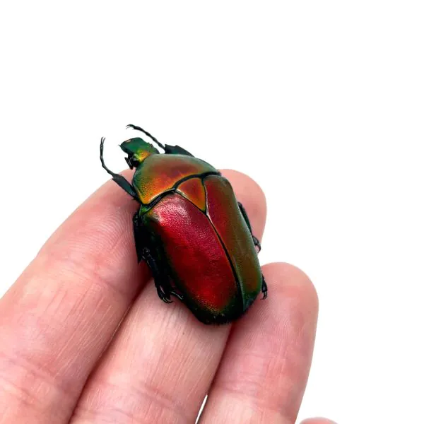 Red Flower Scarab Beetle (Torynorrhina flammea) - TaxidermyArtistry