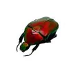 Red Flower Scarab Beetle (Torynorrhina flammea) - TaxidermyArtistry