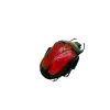 Red Flower Scarab Beetle (Torynorrhina flammea) - TaxidermyArtistry