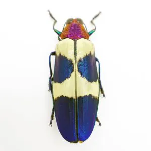 Red Speckled Jewel Beetle (Chrysochroa buqueti rugicollis) Insect - TaxidermyArtistry